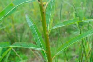 Willow salix (LA970253)