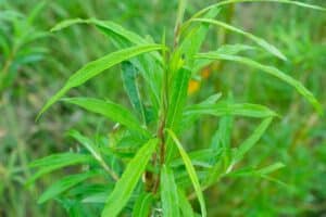 Willow salix (LA970253)