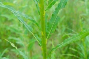 Willow salix (LA970562)