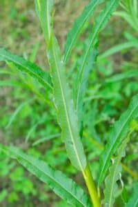 Willow salix (LA970562)