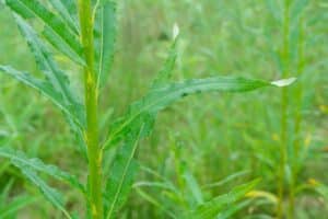 Willow salix (LA970562)