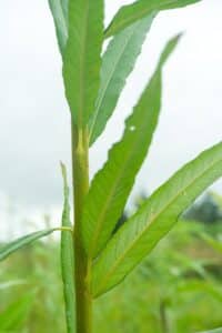 Willow salix (LA970562)