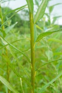 Willow salix (LA970562)