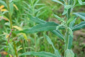 Willow salix (LA970562)