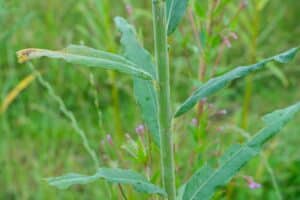 Willow salix (LA970562)
