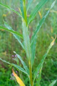 Willow salix (LA970562)