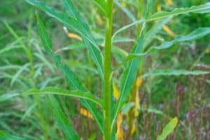 Willow salix (LA970562)