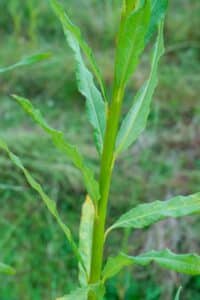 Willow salix (LA980266)