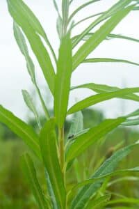Willow salix (LA980266)