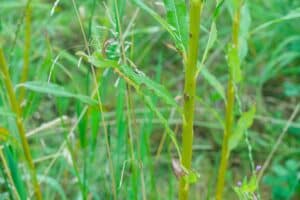 Willow salix (LA980266)