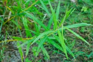 Willow salix (LA980266)