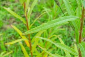 Willow salix (LA980266)