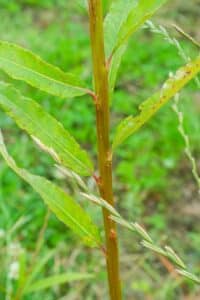 Willow salix (LA980266)