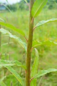 Willow salix (LA980266)