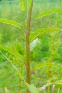 Willow salix (LA980266)