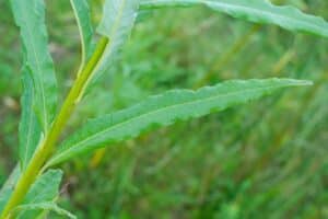 Willow salix (LA980266)