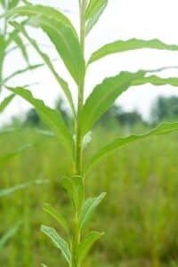 Willow salix (LA980266)