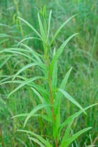 Willow salix (Olof)