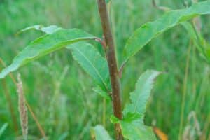 Willow salix (Olof)