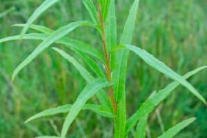 Willow salix (Olof)