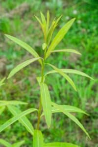 Willow salix (Olof)