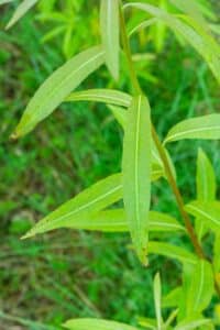 Willow salix (Olof)