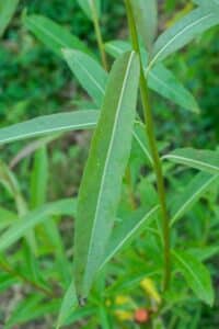 Willow salix (Olof)