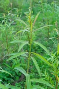 Willow salix (Olof)