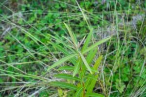 Willow salix (Olof)