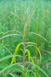 Willow salix (Petra)