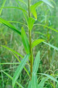 Willow salix (Petra)