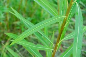 Willow salix (Petra)