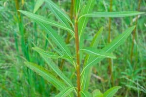 Willow salix (Petra)