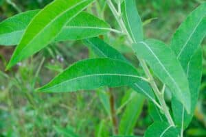 Willow salix (Petra)