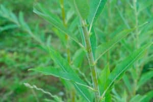 Willow salix (Petra)