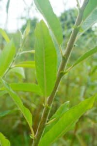 Willow salix (Petra)