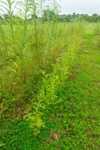 Willow salix (Petra)