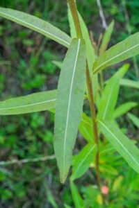 Willow salix (Petra)