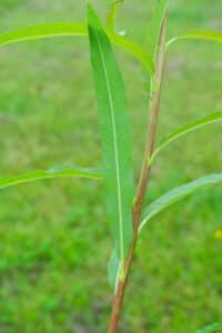 Willow Salix (RR07160)