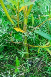 Willow Salix (RR07160)