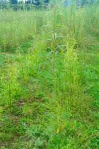 Willow Salix (RR07160)