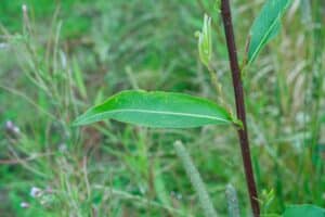Willow Salix (RR07160)