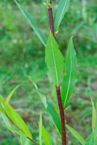 Willow Salix (RR07160)