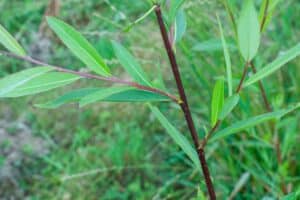 Willow Salix (RR07160)