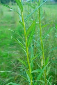 Willow Salix (RR07160)