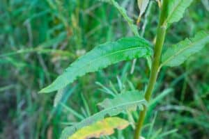 Willow Salix (RR07160)