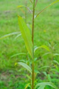 Willow salix (Resolution)