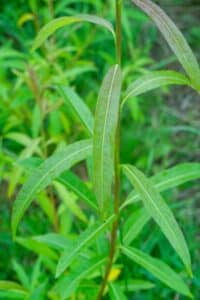 Willow salix (Resolution)