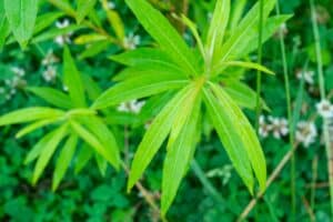 Willow salix (Resolution)