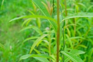 Willow salix (Resolution)